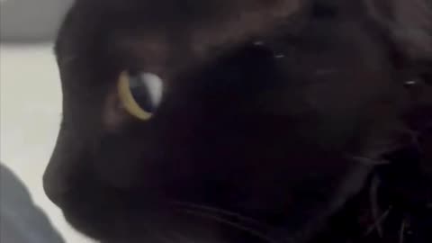 Cute Precious Piper is Afraid of Storms - Adopting a Cat from a Shelter Vlog #shorts