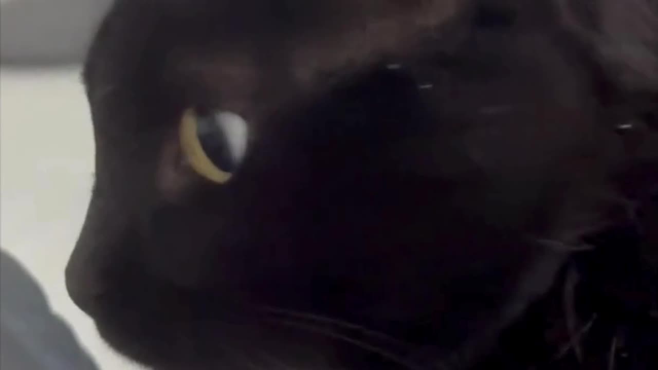 Cute Precious Piper is Afraid of Storms - Adopting a Cat from a Shelter Vlog #shorts