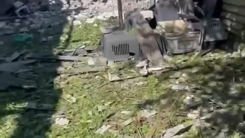 🪖🐾 Ukraine Russia War | Volunteers Evacuate 21 Animals from Sheltered Damage in Kramatorsk | RCF