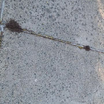 Pavement ants, so cute