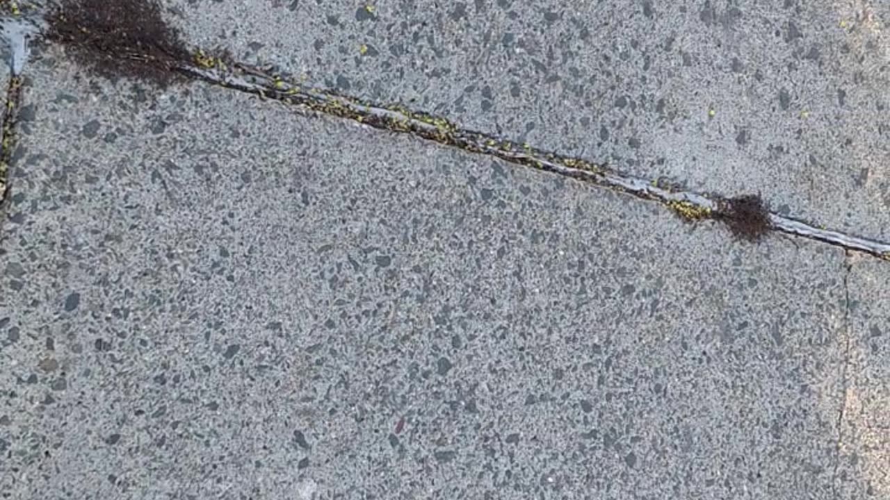 Pavement ants, so cute