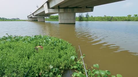 Pike Spin Fishing in River Vegetation Zones
