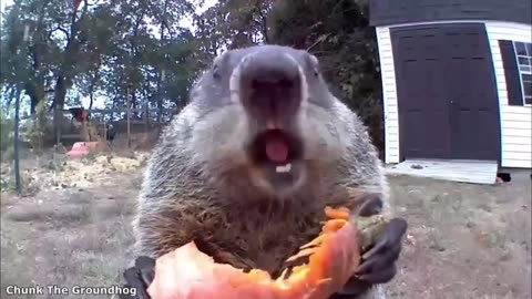 funny animal videos