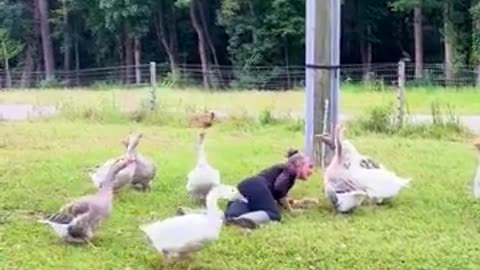 😂🤭 Wait for the hilarious goose reaction! Woman pretends to faint | FunFM