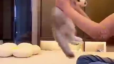 Cute cat dance 😺🐈