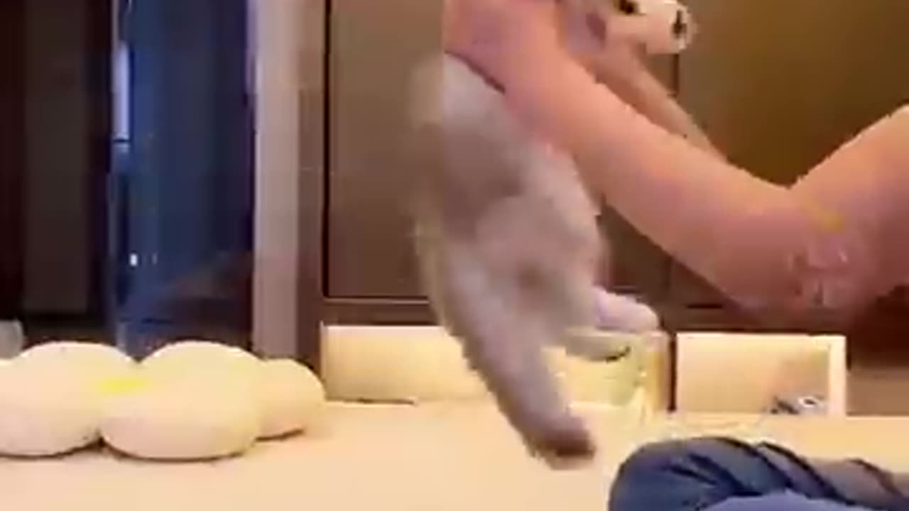 Cute cat dance 😺🐈