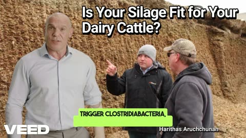 Sniff, Squeeze, Spot: Is Your Silage Fit for Your Dairy Cattle?