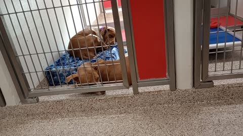 Zeus Cruz Cecily Cecily-on bed 6y A868467 Figgy 1y A857968_20250518_170309939