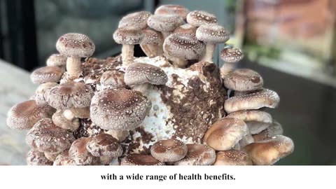 Mushroom Magic How Medicinal Mushrooms Can Improve Your Health