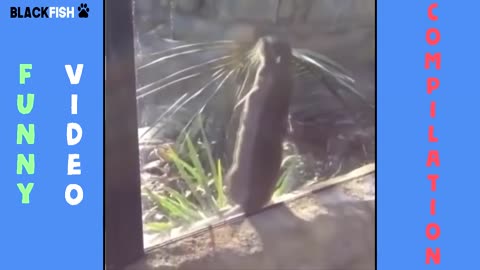 IMPOSSIBLE) TRY NOT TO LAUGH - FUNNY ANIMAL COMPILATION