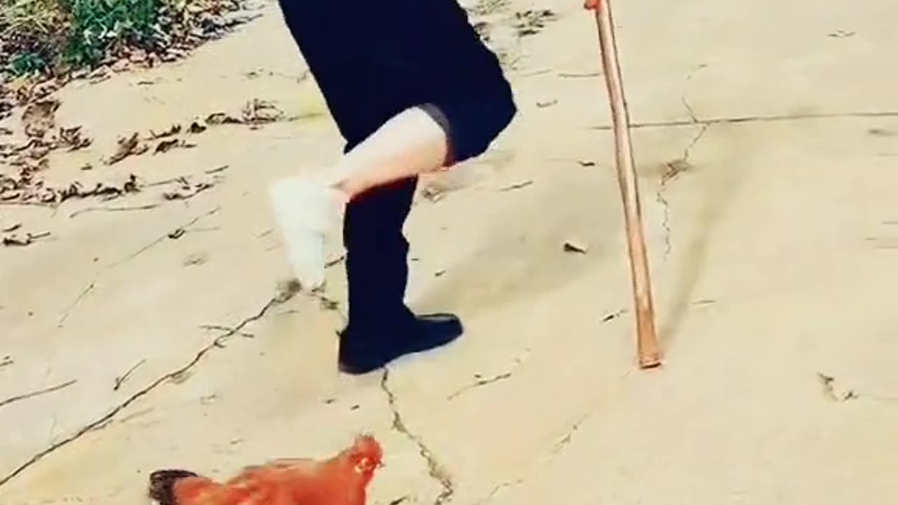 Chicken imitating humanππ¨πππ
