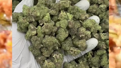 Apple Fritter THCa Flower | 24% Hybrid | Apple-Butter Funk & Giggly Vibes | Bulk & White Label #thca