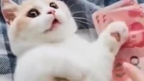 Funny Pets