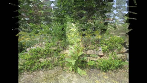 Alleviate Respiratory Conditions Mullein June 2023