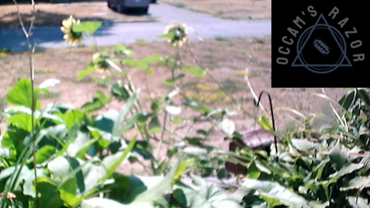 Butch the Sunflower