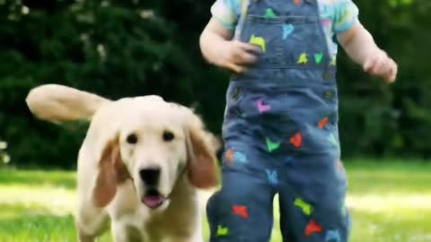 dog vs baby