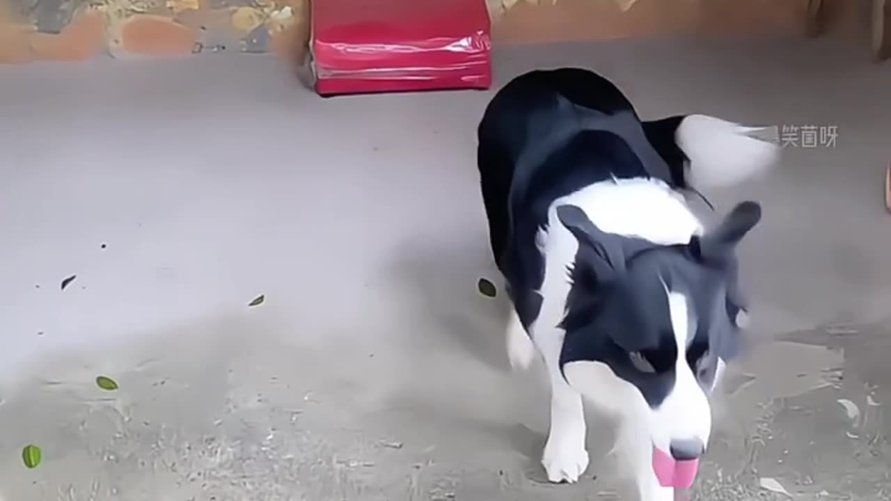 πΆπ Dogs Are Always Fun β Must Watch!