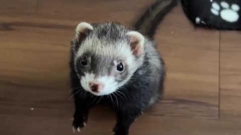 Best Funny Animal Videos 2023 - Funniest Ferret Videos