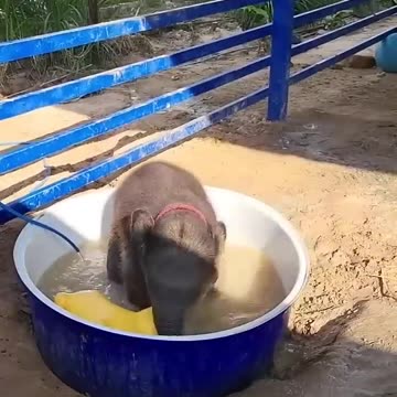 Majestic Growth of Wild Animals😱😱