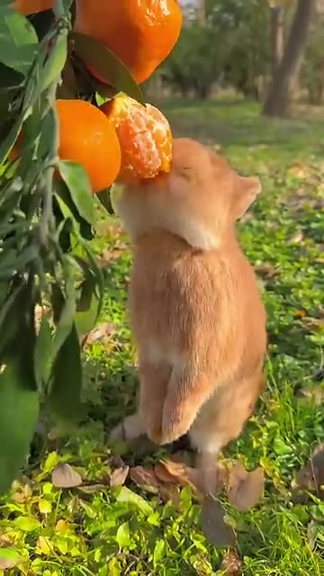 Adorable Bunny Munching on Oranges – A Sweet Delight!