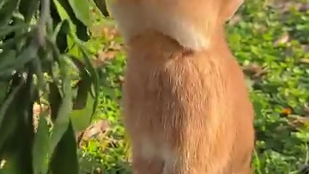 Adorable Bunny Munching on Oranges – A Sweet Delight!
