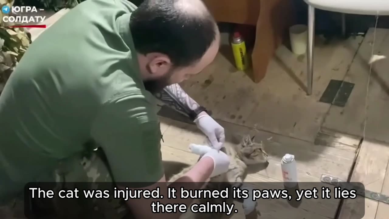 A Russian soldier helped an injured cat after its paws were burned