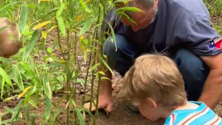 Planting Giant Bamboo