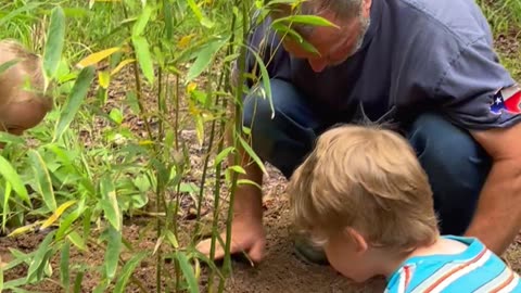 Planting Giant Bamboo