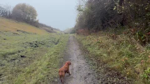 20/10/25 Trail run with willow 12 mile