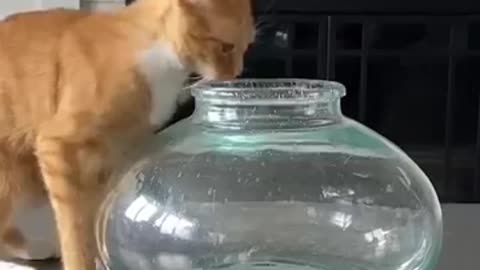 Funny Animals