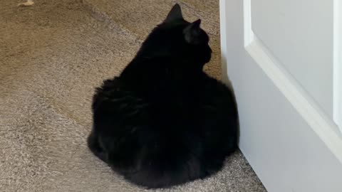 Cute Precious Piper Uses Her Secret Agent Mode - My Adopted Shelter Cat Vlog