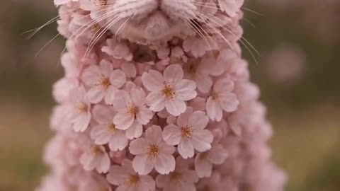 Watch These Cute Cat Images Come to Life! 🐾✨ #CatMagic"Kitty Chaos! videos