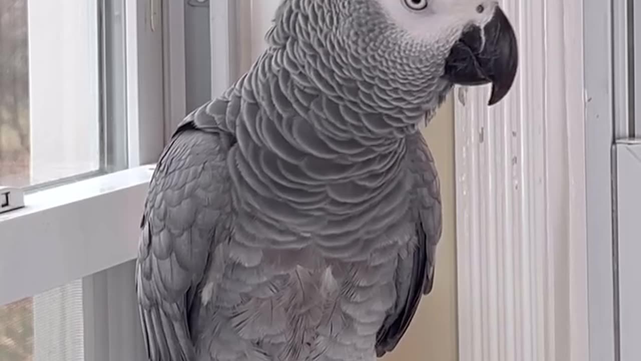 parrot says grrrr no growling ππand itβs hilarious π