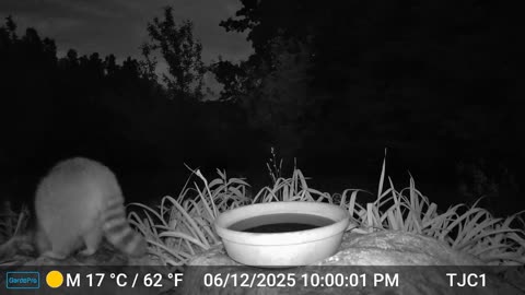 Raccoon Drinking