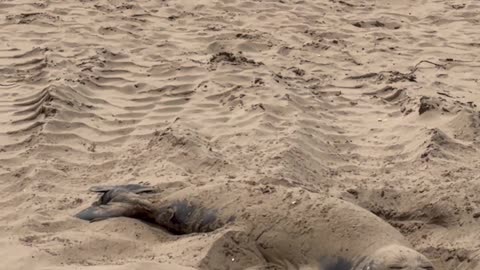 Sea Lion Paddling in the Sand