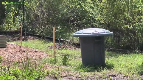 If You Left Society... You'd Become Bigfoot?