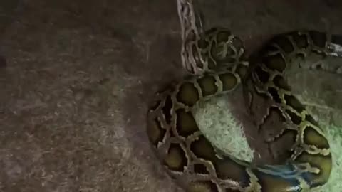 SNAKE