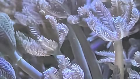 WHO’S THAT CORAL?! 🪸 Test Your Reef Knowledge! (Episode 5)