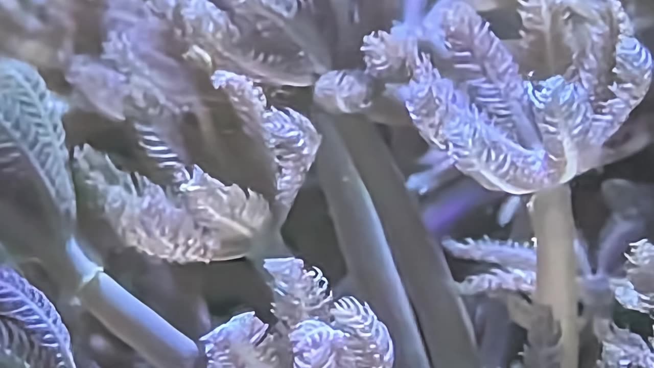 WHO’S THAT CORAL?! 🪸 Test Your Reef Knowledge! (Episode 5)