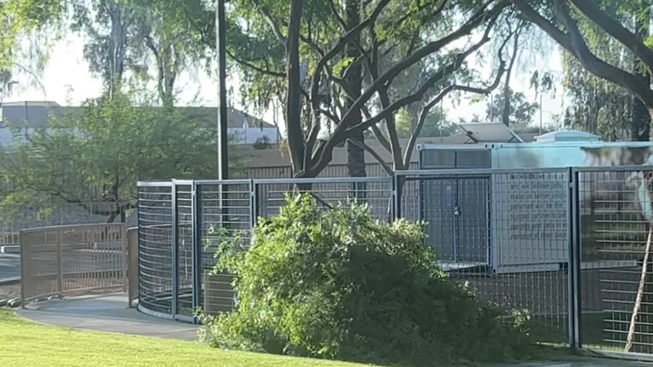When the Foliage Decide It's Time to Leave