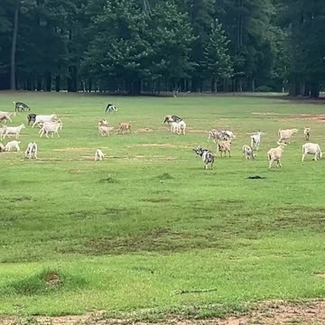 Let's have a picnic!!