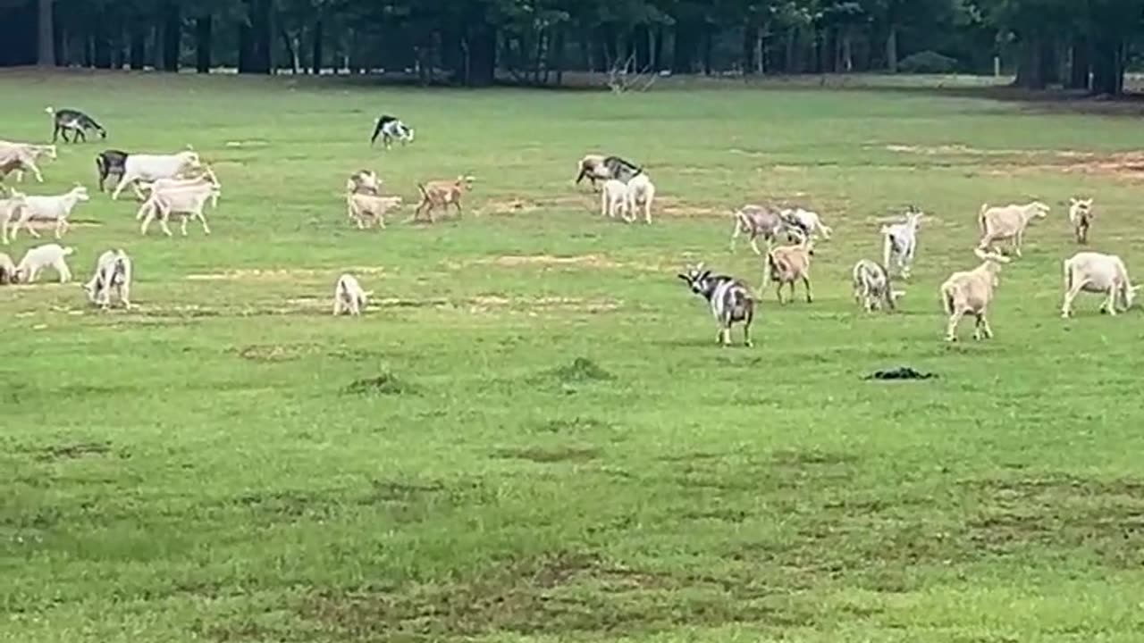 Let's have a picnic!!