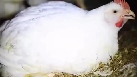 The chicken you eat may not have walked more than three meters. 🐥🐔😢