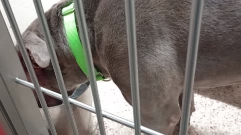 Rebel 11y A870950 kennel 192 PACC shelter takes long time 4 him 2 kinda get comfy with me20250821882