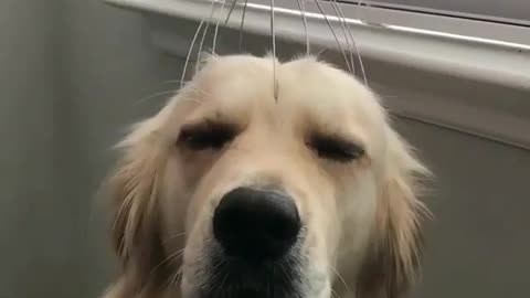 Fun Animals