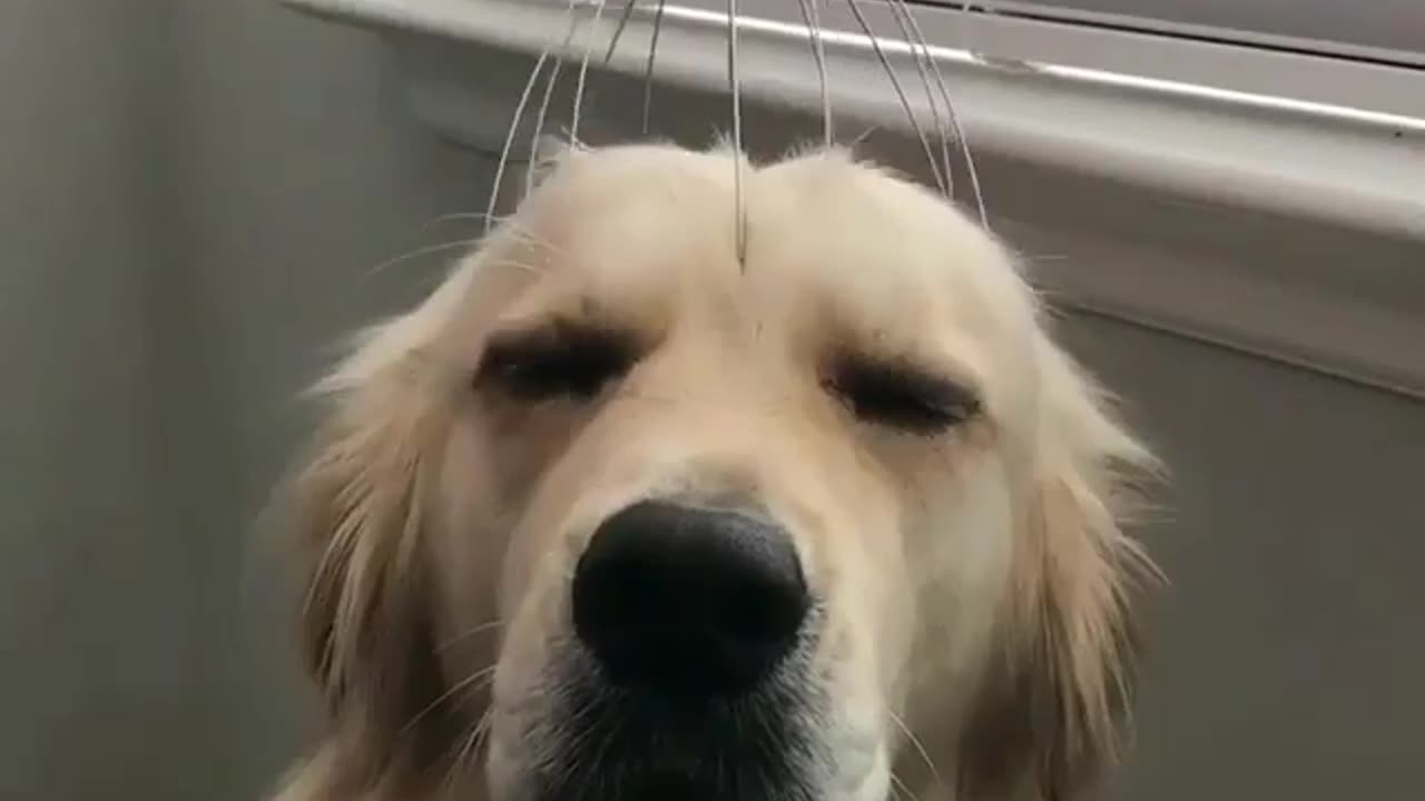 Fun Animals