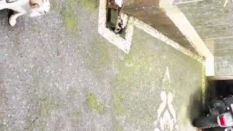 Crazy Cats Go Wild After the Rain 🌧️🐱 | You Won’t Believe What They Did in My Yard!”