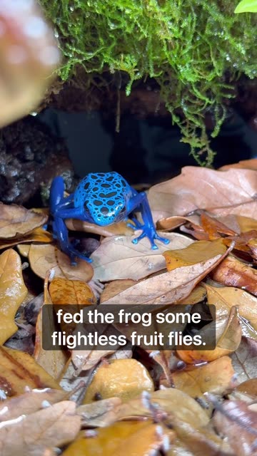 Maintenance Day - Poison Dart Frog Terrarium!