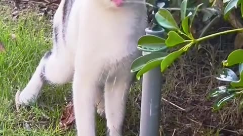 📹 Trending Chinese Viral Videos | Funny, Emotional & Shocking Moments