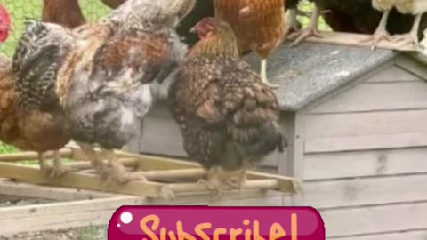 Carrie Underwood Shows Off Her Nashville Farm & Peaceful Backyard Life - WorldEye